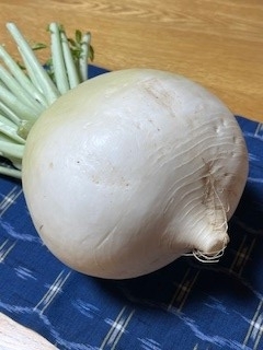 丸大根.jpg