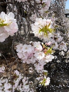 枝垂れ桜.jpg