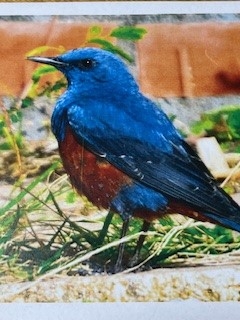 青い鳥.jpg