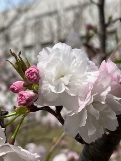 かんざし桜.jpg